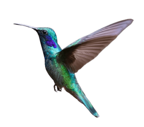 In this example, we load a PNG picture with a transparent background and create a WebP picture from it. Both PNG and WebP formats support transparency, so the output WebP is visually no different from the original picture. The quality of the WebP picture is the maximum 100%.